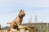 CAIRN TERRIER 143